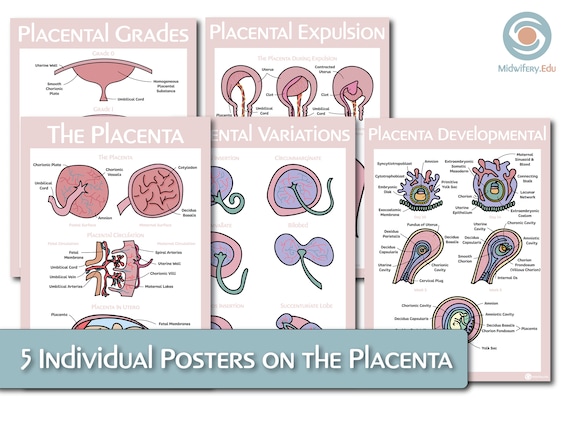 Placenta Educational Poster Study Bundle - Etsy