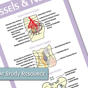 The Female Reproductive Anatomy Educational Poster Bundle image 6