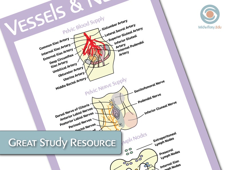 The Female Reproductive Anatomy Educational Poster Bundle image 6