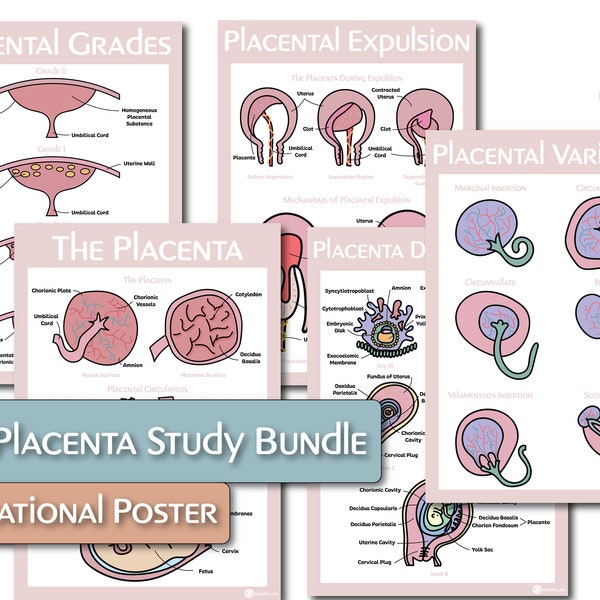 Placenta Educational Poster Study Bundle