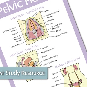 The Female Reproductive Anatomy Educational Poster Bundle image 3