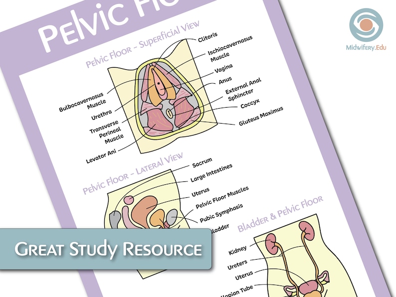 The Female Reproductive Anatomy Educational Poster Bundle image 3