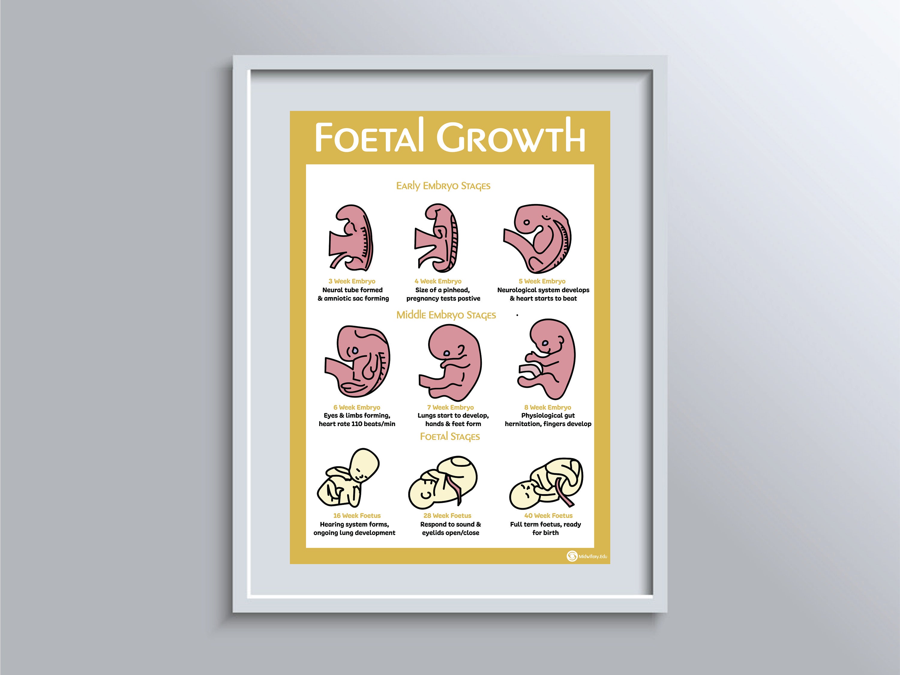 Foetal Development Educational Poster - Etsy