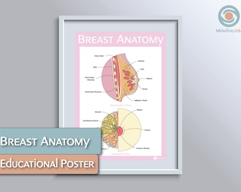 Póster educativo sobre anatomía mamaria
