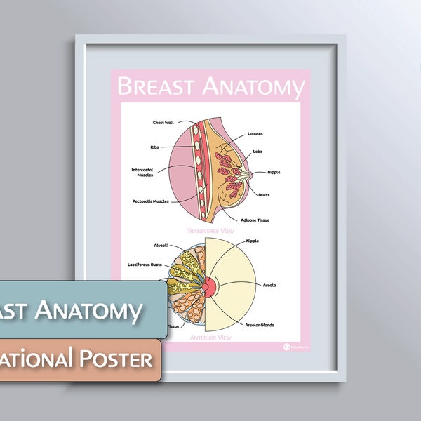 Breast Anatomy Educational Poster