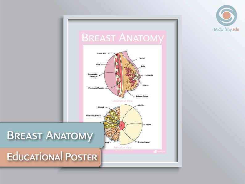 Breast Anatomy Educational Poster Etsy