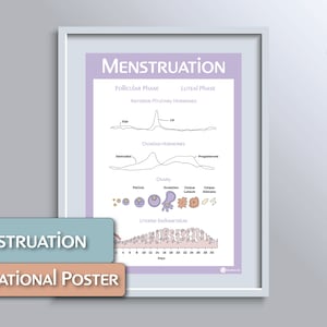 Menstruationslehrposter