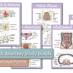 The Female Reproductive Anatomy Educational Poster Bundle image 1