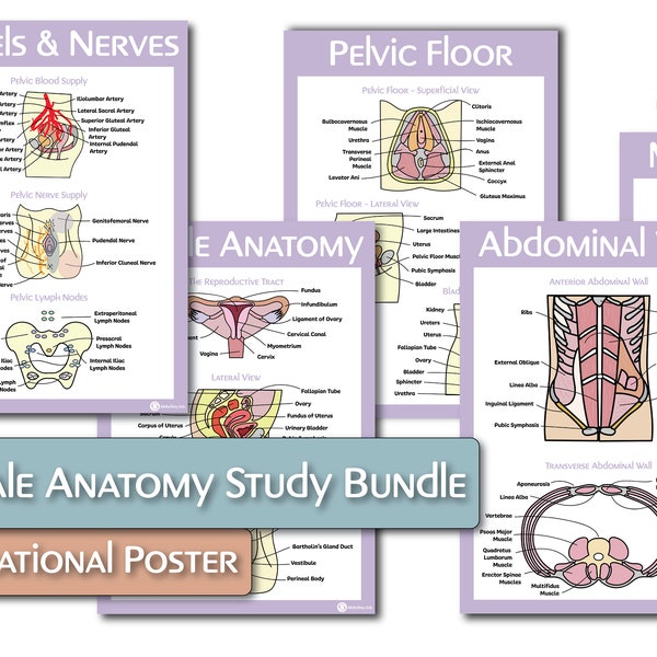 The Female Reproductive Anatomy Educational Poster Bundle