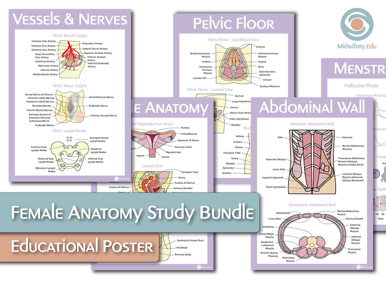 The Female Reproductive Anatomy Educational Poster Bundle image 1