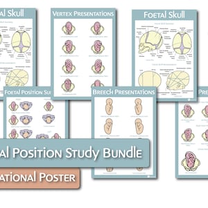 Póster educativo del paquete de estudio de posición fetal/fetal