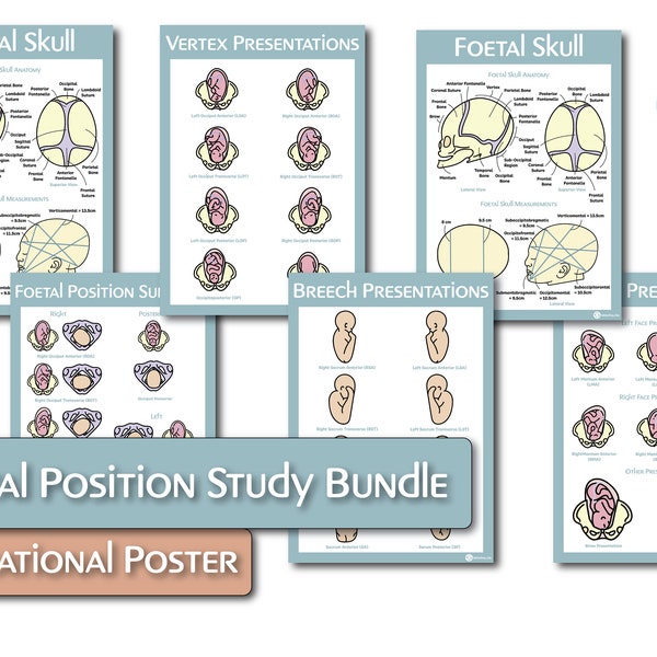 Foetal/Fetal Position Study Bundle Educational Poster