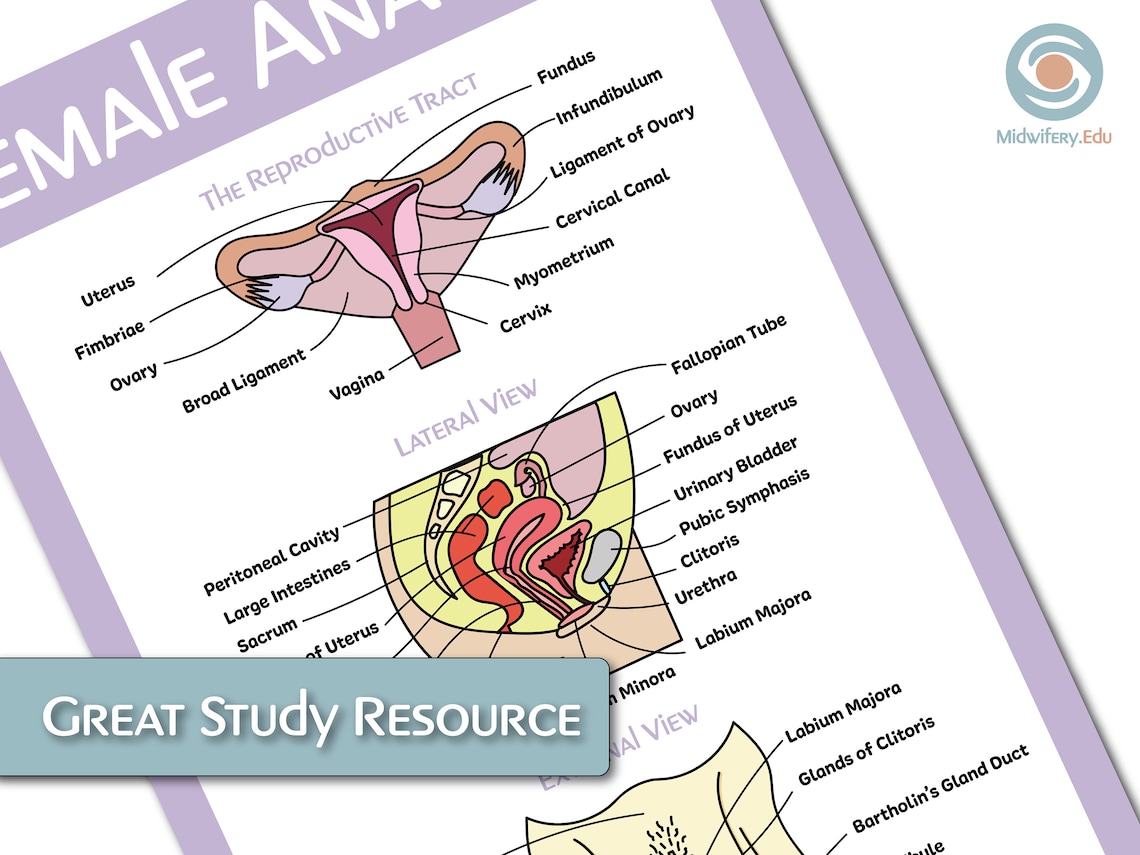 Female Reproductive System Educational Poster - Etsy