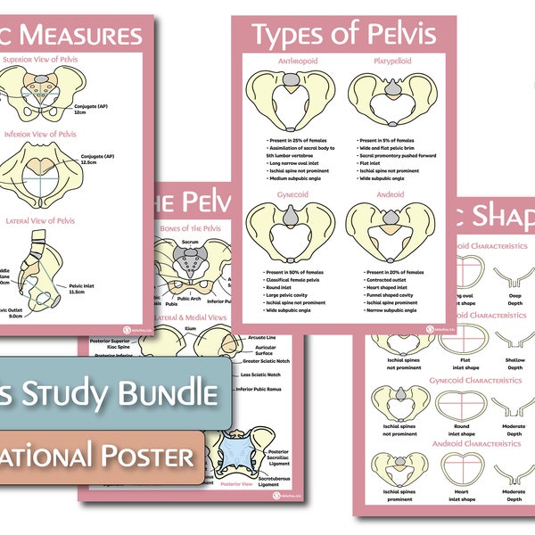 Pelvis Educational Poster Bundle