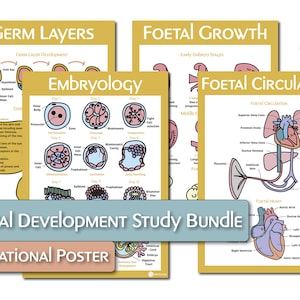 May include: A set of four educational posters about fetal development. The posters are yellow and blue with illustrations of the germ layers, embryology, fetal growth, and fetal circulation. The posters are titled "Germ Layers", "Embryology", "Fetal Growth", and "Fetal Circulation".