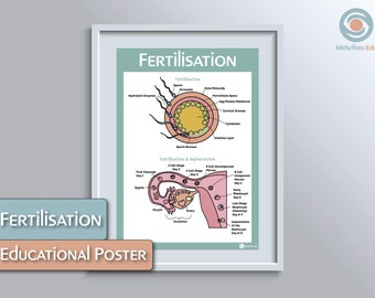 Fertilisation Educational Poster