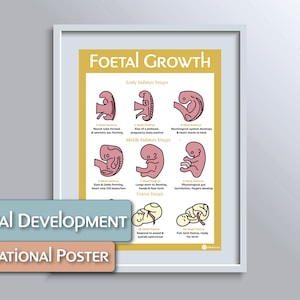 May include: A colorful educational poster illustrating the stages of foetal growth. The poster features illustrations of a foetus at different stages of development, with descriptions of key milestones. The poster is titled "Foetal Growth" and "Foetal Development Educational Poster".