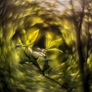 May include: A swirling green and yellow abstract background with a small branch of green leaves in the centre.