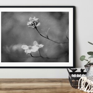 Dogwood Blooms Floral Wall Art | Fine Art Photography | Black and White | Dogwood Wall Art | Dogwood Art Print | Digital | Nature | Cottage