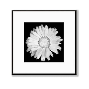 Dark Daisy | Floral Wall Art | Daisy Flower Print | Black and white | Printable Daisy Art | Boho Minimalist Art Print | Macro Photo