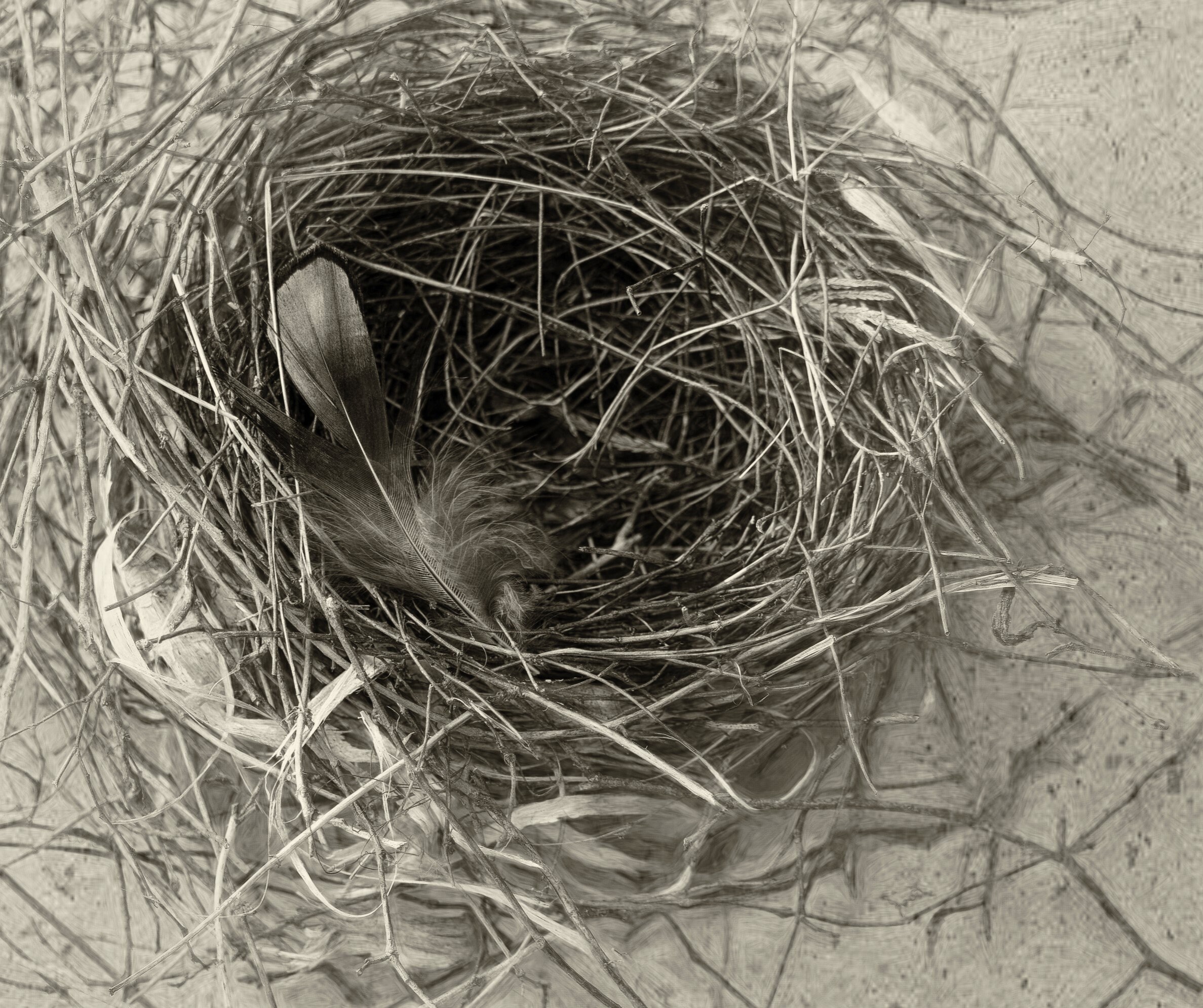 Feather Print Boho | Birds Nest With Feather #10 in Sepia | Digital ...