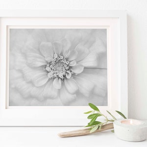 May include: A black and white photograph of a single zinnia flower in bloom. The flower is in focus, and the background is blurred.