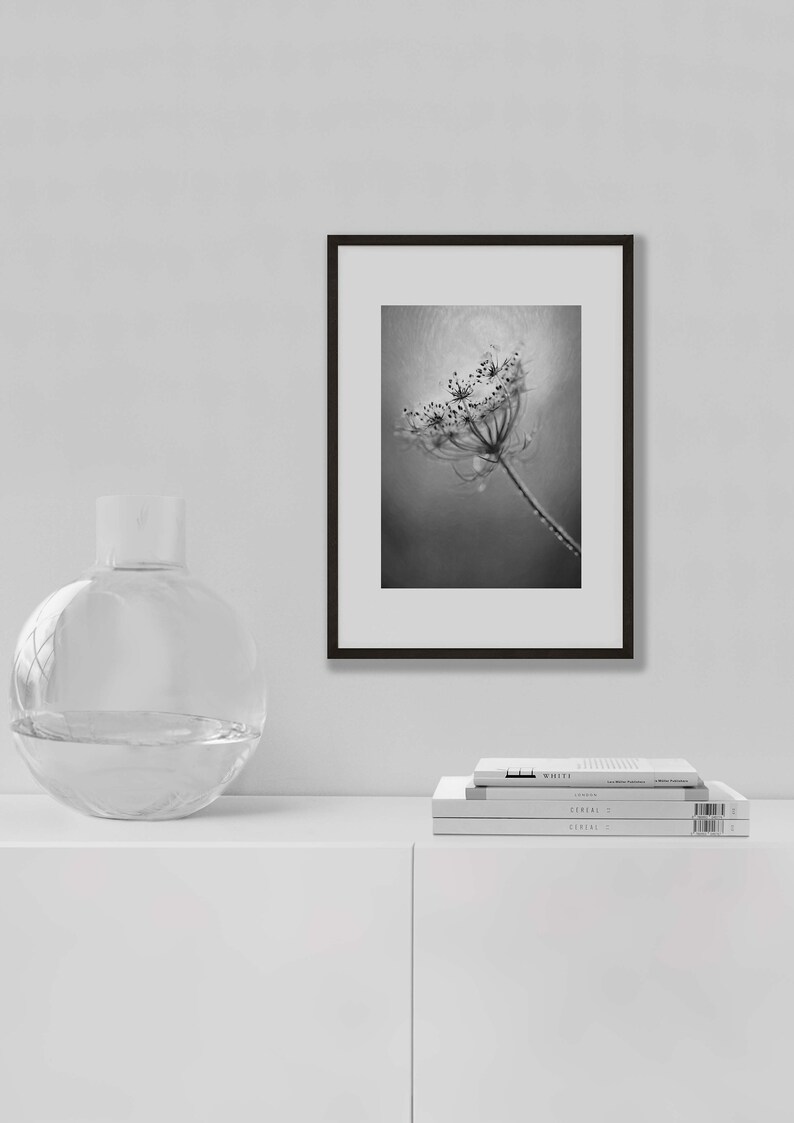 Download Black And White Queen Annes Lace Print Farmhouse Wall Art Gicl U00e9e Fine Art Print Queen Annes Lace Floral Wall Art Floral Art Print Art Collectibles Black White Shantived Com
