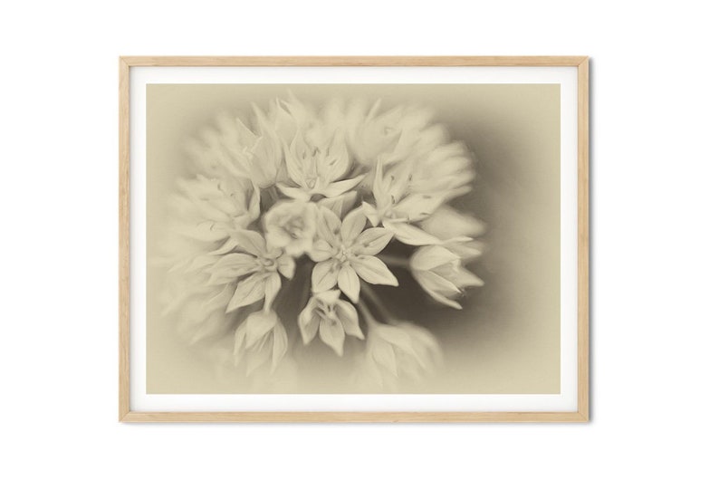 Graceful Allium Antique Style Antique Style Floral Art Sepia Print Allium Art Print Gicl\u00e9e Art Print Allium Wall Art