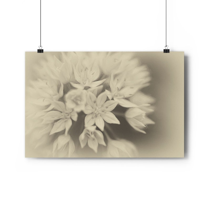 Graceful Allium Antique Style Antique Style Floral Art Sepia Print Allium Art Print Gicl\u00e9e Art Print Allium Wall Art