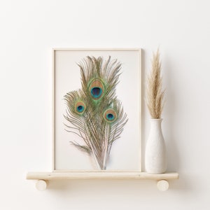 Peacock Feather Wall Art Trio 2 | Peacock Feather Printable | Peacock Feather Wall Art | Peacock Feather Fine Art | Feather Art