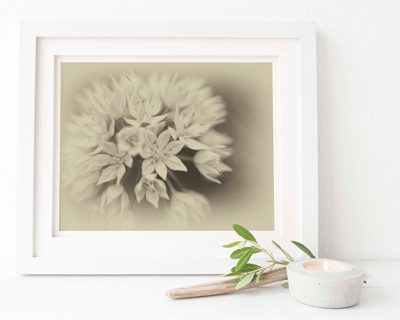 Graceful Allium Antique Style Antique Style Floral Art Sepia Print Allium Art Print Gicl\u00e9e Art Print Allium Wall Art