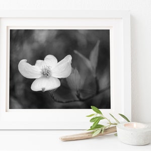 Dark Forest Dogwood Bloom | Floral Wall Art | Fine Art Photography in Black and White | Dogwood | Dogwood Art Print | Digital Wall Art