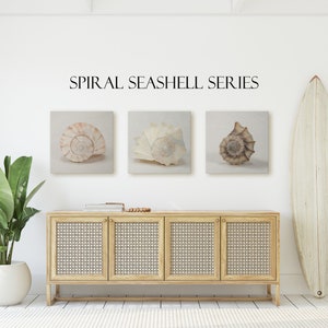 Beach Wall Art | Minimalist Seashell Spiral Series Set of 3 in Color | Seashell Prints | Beach Decor | Seashell Print Set | Seashell Art