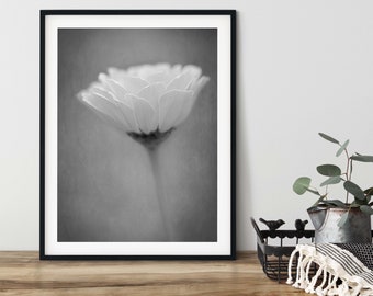 Black and White | Pink Mist Zinnia Wall Art | Digital Download | Floral Wall Art | Minimalism | Zen | Zinnia Wall Art | Flower Art