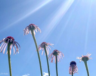 Coneflower Sunshine