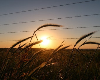 Roggen-Sonnenuntergang