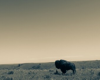 Buffalo auf Kansas Prairie