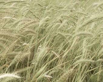 Kanada Wildrye
