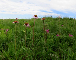 wildflowers footbed sandals