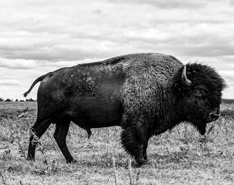 Bison Bull