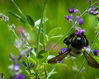 Bumble Bee auf Wild Alfalfa