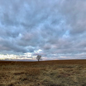 Lone Tree Prairie