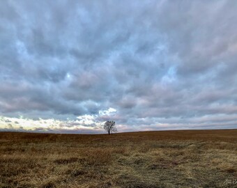 Lone Tree Prairie