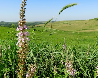 American Germander