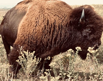 Bison Stier - Pivot