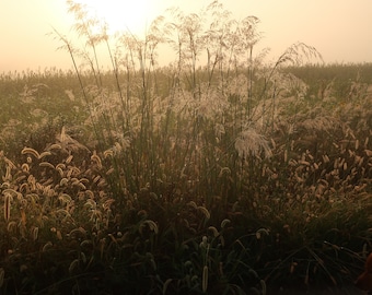 Golden Grass
