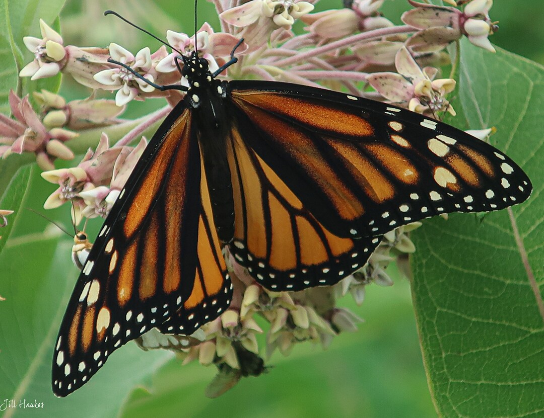 Monarch and Friend - Etsy