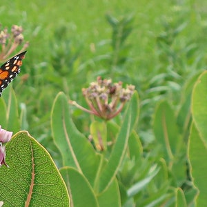Monarch of the Prairie