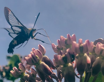Clearwing Kolibri Motte auf Milkweed