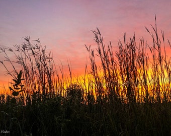 Bluestem Tequila Sonnenaufgang